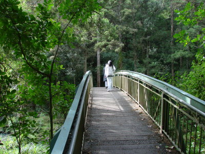 Whangarei Fall