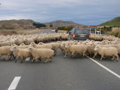 lambs crossing the road