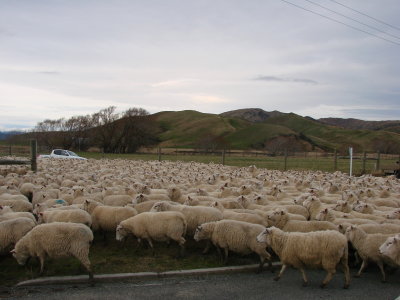thousands herd of lamb