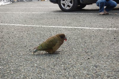 Kea looking for the meal