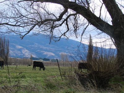 a farmland near Te Ana