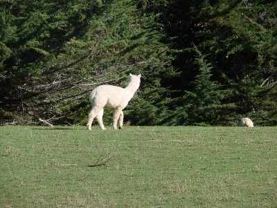 Alpaca