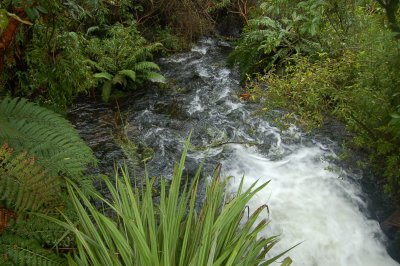 Trout Center of Tongariro