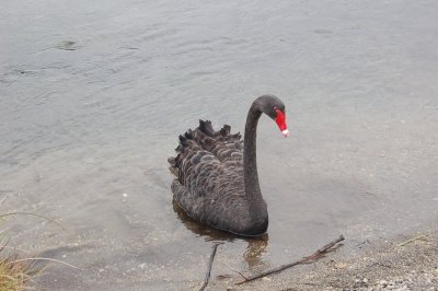 Black Swan in Lake Taupo