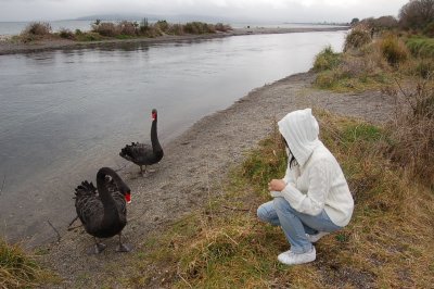 Black Swan