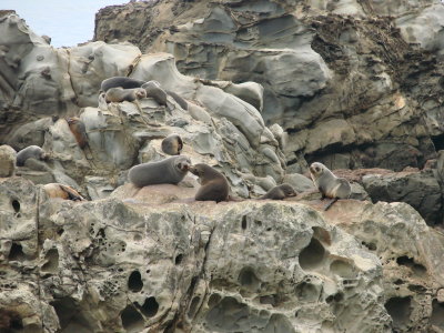 Furr Seal in Koukura