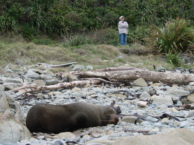 Furr Seal colony living on the side of the road
