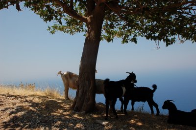 Goat in Oludeniz Hill