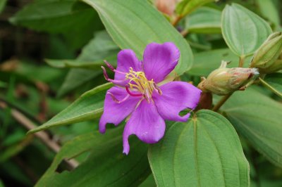 like Orchid