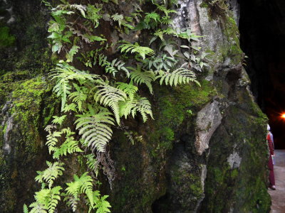 moss and damp plant in Batu Cave