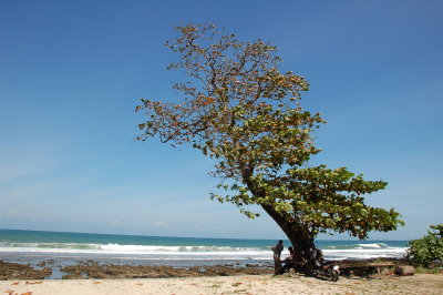 pohon tunggal