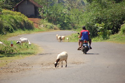 yup, banyak kambing