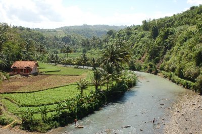 sawah ditepi sungai