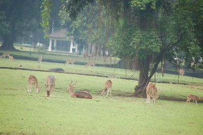 rusa di Istana Bogor