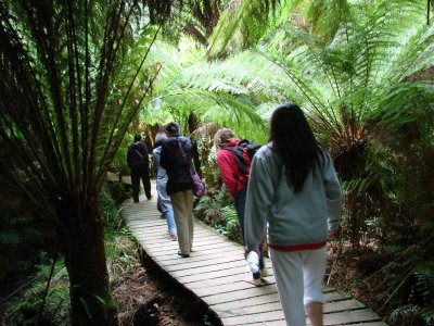 Otway Rainforest