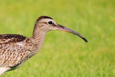 Curlew - what are you doing in the garden