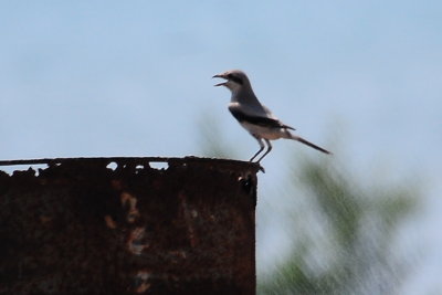 68. Southern Grey Shrike - Lanius meridionalis