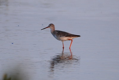 69. Spotted Redshank - Tringa erythropus