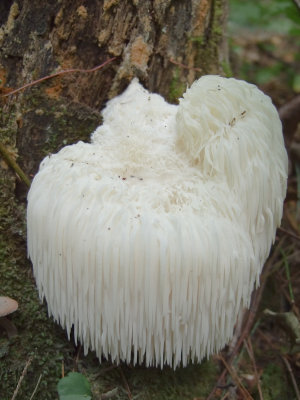 Bearded Tooth Fungus - (Hericium erinaceus)