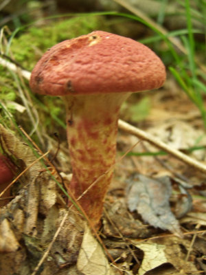 Eastern Painted Suillus - (Suillus pictus)