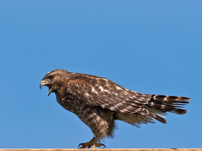 Red-shouldered Hawk _2277671.jpg