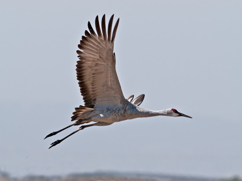 Sandhill Crane _A054955.jpg