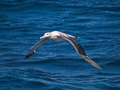 Wandering Albatross _9121341.jpg
