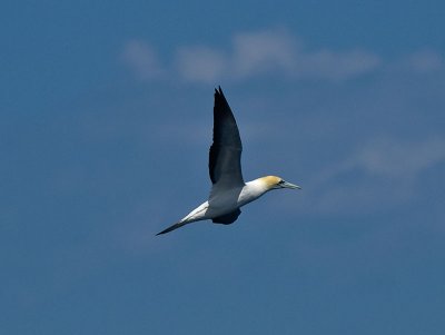 Gannet _9121211.jpg