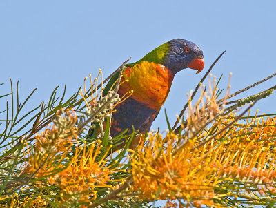 Rainbow Lorikeet _9193409-2.jpg