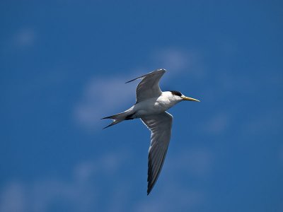 Crested Tern _9121039.jpg