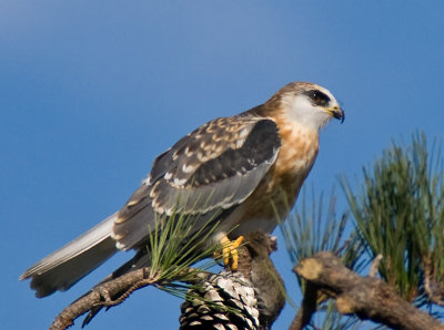 Juvenile White-Tailed Kite with a mouse _9253539.jpg
