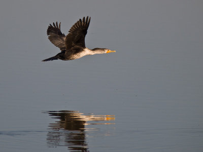 Cormorant _A254886.jpg