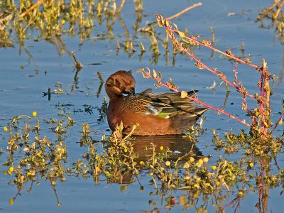 Cinnamon Teal _A254874.jpg