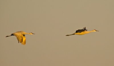 Cranes at Dusk _B075273.jpg