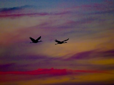 Cranes at Sunset _B075357-2.jpg