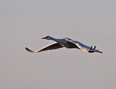 Sandhill Crane _B075201.jpg