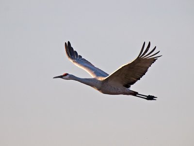 Sandhill Crane _B075204.jpg
