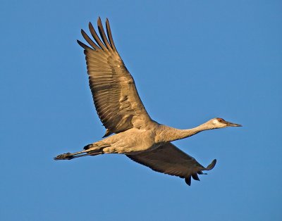 Sandhill Crane _B075235.jpg