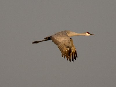 Sandhill Crane _B075272.jpg