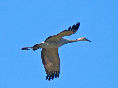 Sandhill Crane _B095421.jpg