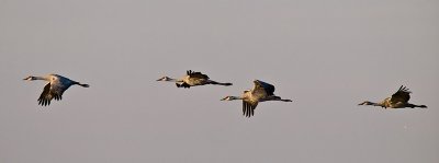 Sandhill Cranes _B075243.jpg