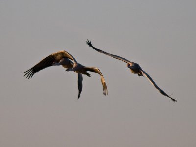 Sandhill Cranes _B075278-2.jpg