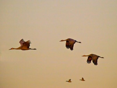 Sandhill Cranes _B075302-2.jpg