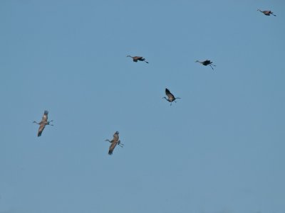Sandhill Cranes in a Gusty Wind _B095512.jpg