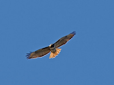 Red-tailed Hawk _B095454.jpg