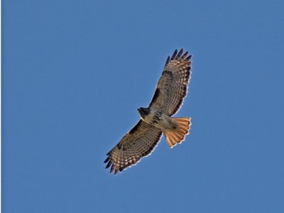 Red-tailed Hawk _B095458.jpg