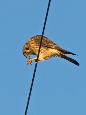 female American Kestrel _B206200.jpg