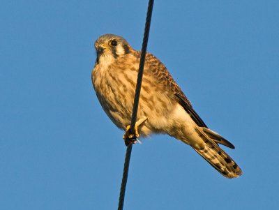 female American Kestrel _B206212.jpg