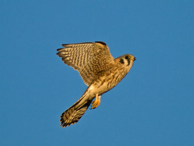 female American Kestrel _B216269.jpg