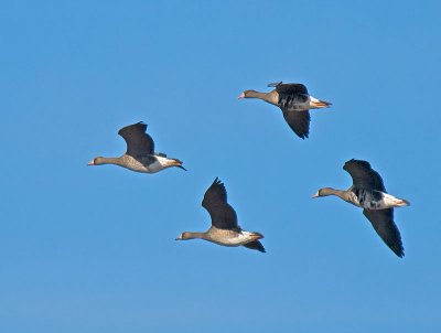 Greater White-fronted Geese _B095533.jpg